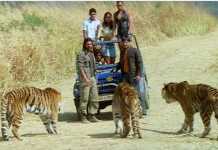 ફિલ્મ ‘કાલ’ માં અસલ વાઘનો ઉપયોગ થયો હતો!