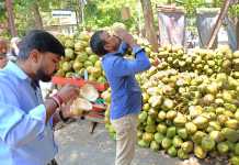 ઉત્તર ભારતના નાળિયેર બજારમાં ગુજરાતનો દબદબો