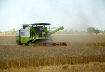 સરકારે ઘઉં માટે ટેકાના ભાવ જાહેર કર્યા, ₹2,585 પ્રતિ ક્વિન્ટલ