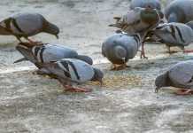 ધર્મ કે ધાડ? વાસ્તુના નામે ચાલતી કેટલીક ગેરસમજ