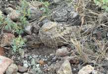 રેતીમાં છુપાયેલું રહસ્ય: સાઈક્સ નાઈટજાર