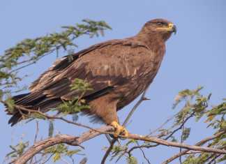ગુજરાતમાં શિયાળુ પક્ષીદર્શન: પ્રકૃતિ પ્રેમીઓ માટે એક સ્વર્ગ