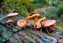 બિલાડીના ટોપની જેમ ફૂંટી નીકળવું