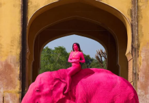 હાથીને ગુલાબી રંગ કર્યો, જયપુરમાં રશિયન ફોટોગ્રાફરના ફોટોશૂટથી વિવાદ