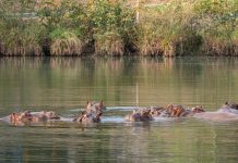 80 હિપ્પોને મૃત્યુથી બચાવવા અનંત અંબાણીની કોલંબિયાને અપીલ