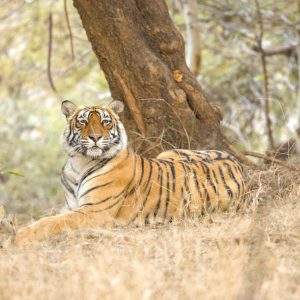 “વાઘ આવ્યો રે વાઘ” – હવે ગુજરાત પણ ટાઈગર સ્ટેટ