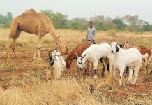 કચરો પ્રાણીઓ માટે જીવલેણ બન્યો!
