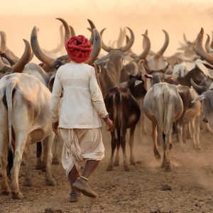 ગાય વાળે તે ગોવાળ