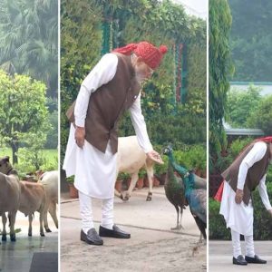 PM મોદીએ ઇન્સ્ટાગ્રામ પર શેર કર્યો મોર અને ગાયોને ચારો ખવડાવતો વીડિયો
