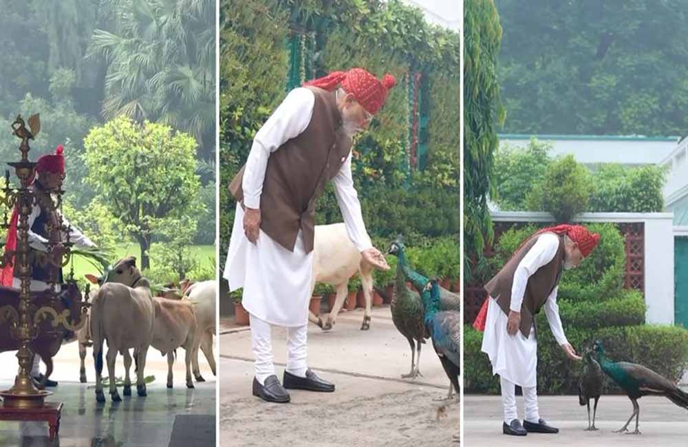 PM મોદીએ ઇન્સ્ટાગ્રામ પર શેર કર્યો મોર અને ગાયોને ચારો ખવડાવતો વીડિયો