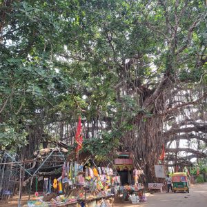 પ્રવાસન પર્યાવરણ આસ્થાને જોડતો વિરાટ વડ